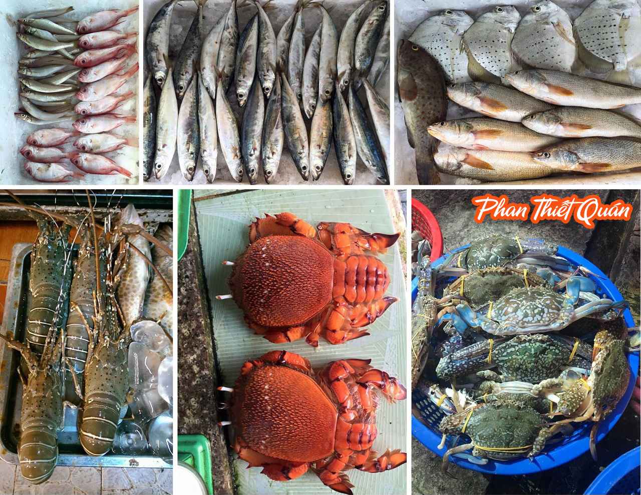 Đặc sản hải sản tươi sống ngon rẻ Bình Thuận
