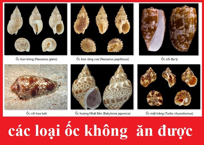 Các loại ốc không ăn được