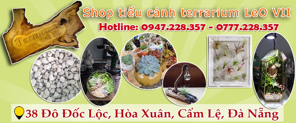 Shop tiểu cảnh Đà Nẵng