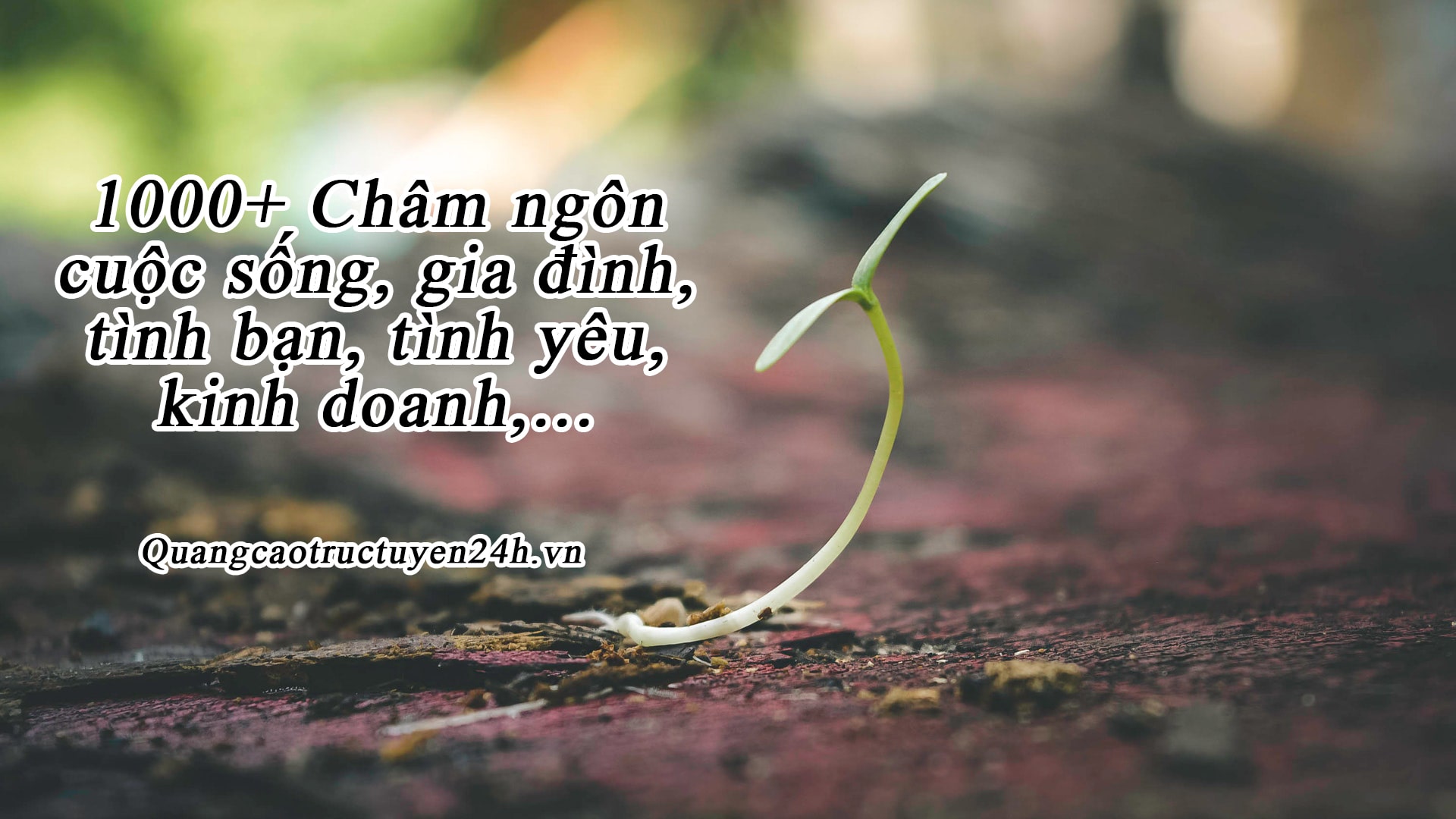 1000+ châm ngôn cuộc sống, gia đình, tình bạn, tình yêu, kinh doanh