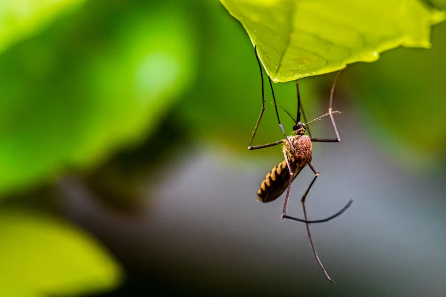 10 Lời Khuyên Hàng Đầu để Diệt Muỗi Mà Mọi Người Nên Biết
